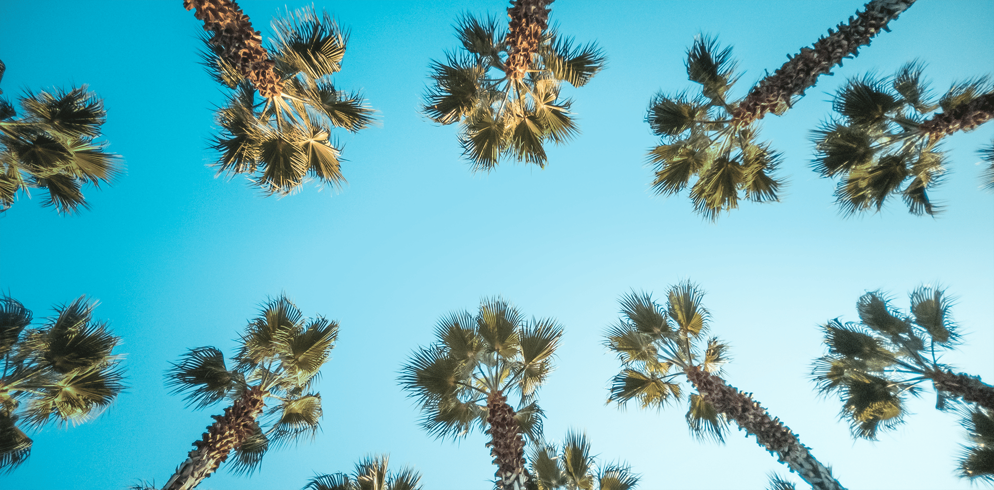 palm trees